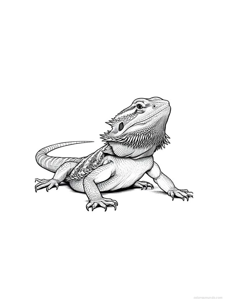 dibujo para colorear de una iguana