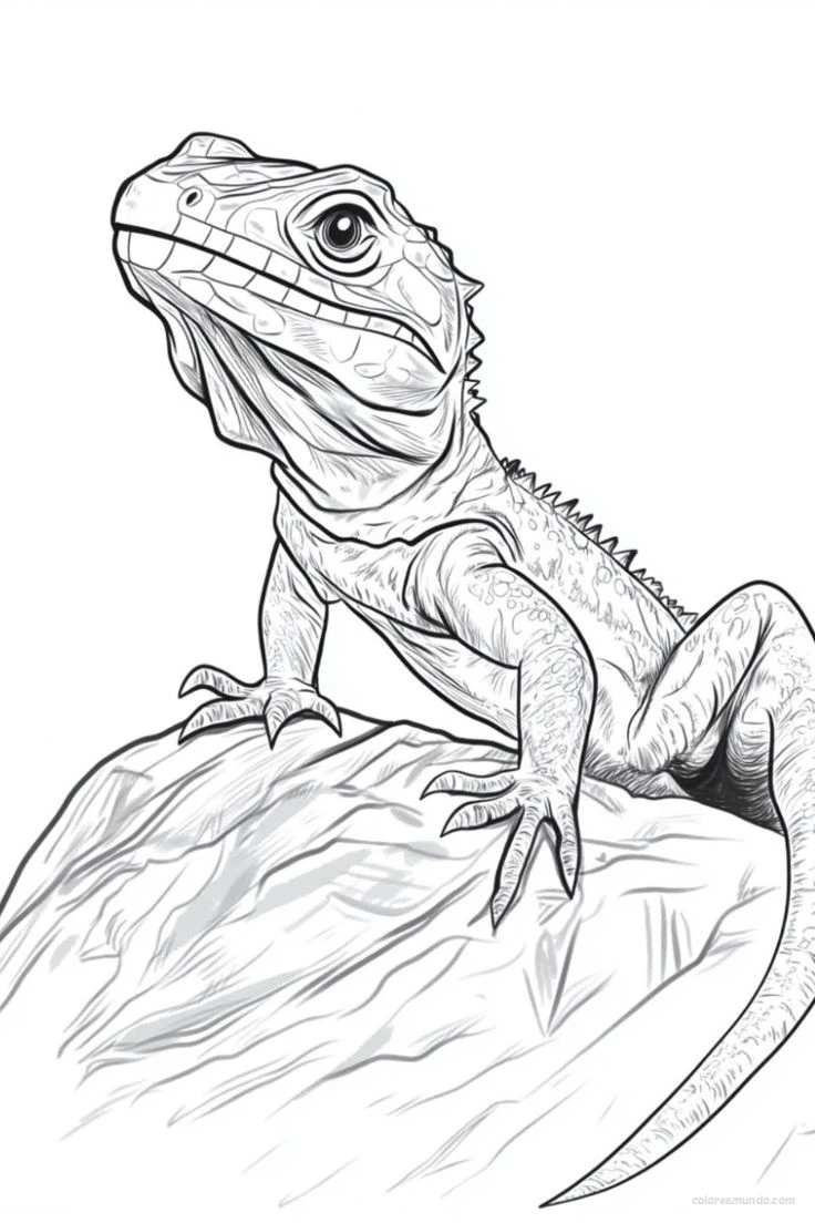 iguana en una piedra